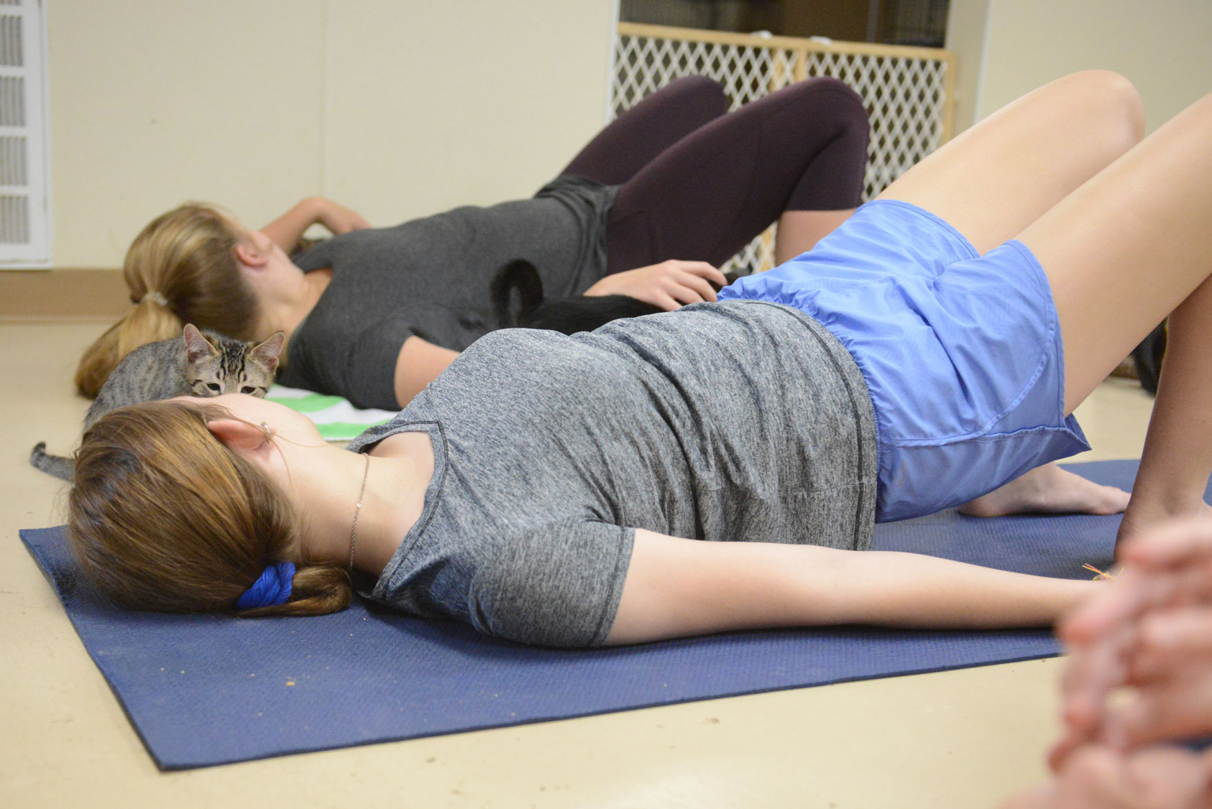 Cat Yoga at Aggieland Humane Society